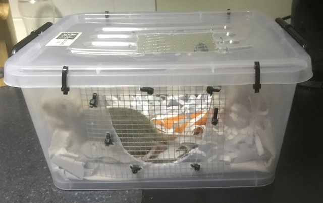 Transporting Rats FAQs » Feathers and Scales Freight